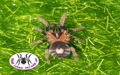 Cyriocosmus Elegans juvie Tarantula